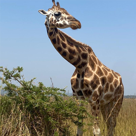 2-Day Lake Mburo — Short Safari & Horseback Option